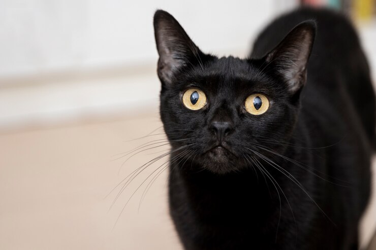 picture showing a black cat