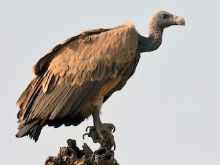 picture showing a vulture as part of the meats Nigerians would never eat